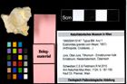Foto (Objekt + Etiketten) von Eodromites grandis (von Meyer, 1857) 